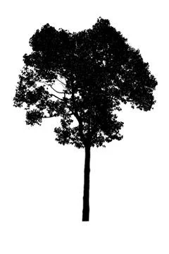 Trees on white background,clipping paths Stock Photos