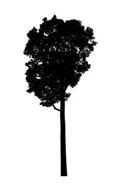 Trees on white background,clipping paths Stock Photos