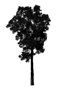 Trees on white background,clipping paths Stock Photos