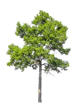 Trees on white background,clipping paths Stock Photos