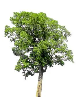 Trees on white background,clipping paths Foto stock