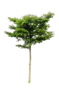 Trees on white background,clipping paths Stock Photos