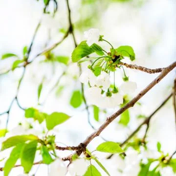 Trees white blossoming, spring time Stock Photos