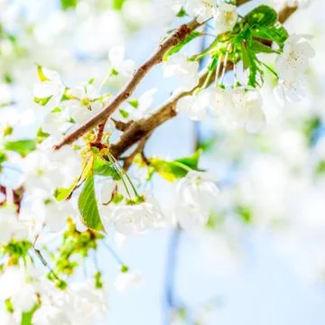 Trees white blossoming, spring time Stock Photos