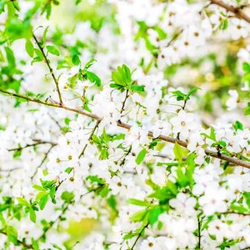 Trees white blossoming, spring time Stock Photos