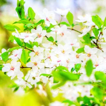 Trees white blossoming, spring time Foto stock