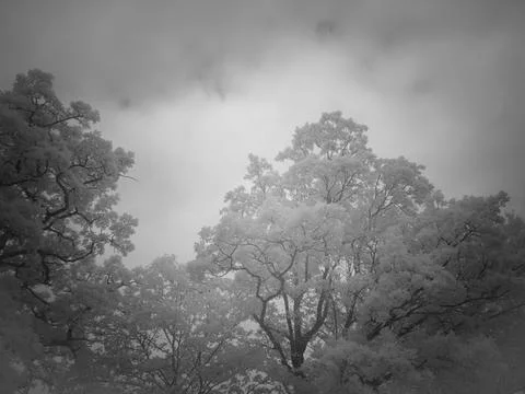 Trees with white leaves under cloudy sky in a rural area Fotos Stock