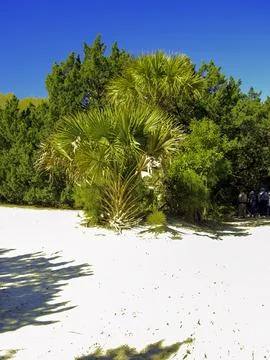 Trees with white sand Foto stock