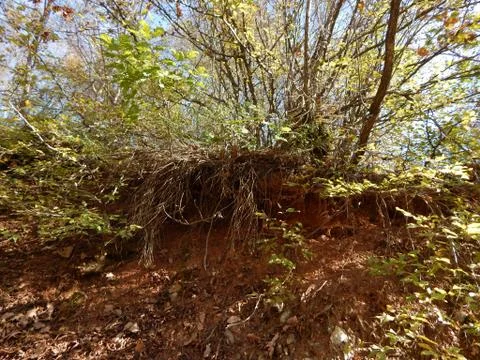 Trees whose roots protrude from the ground in the forest Stock Photos
