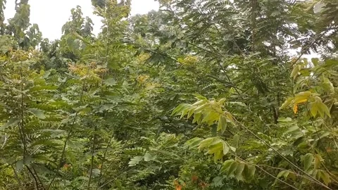 The trees in the wild are green under the hot sun. Stock Footage 327627554