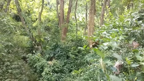 Trees in the wild Stock Footage 329242187