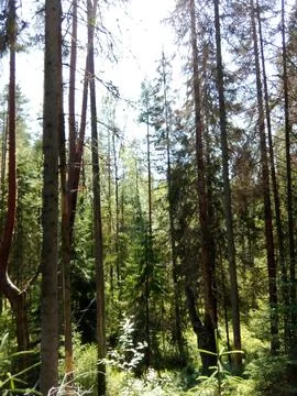 Trees in the wild forest Foto stock