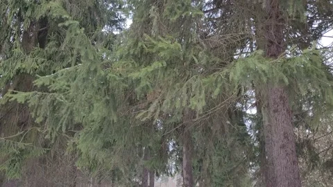 Trees in the wild forest in winter. Branches sway in the wind. Nature 4k Video stock 172433725