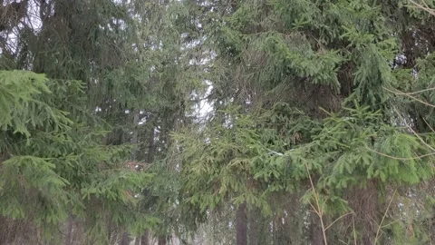 Trees in the wild forest in winter. Branches sway in the wind. Nature 4k Stock Footage 172433730