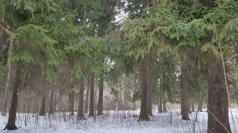 Trees in the wild forest in winter. Branches sway in the wind. Nature 4k Stock Footage 172433743
