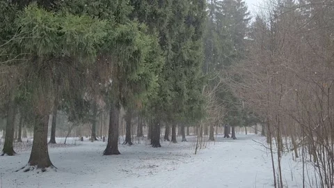 Trees in the wild forest in winter. Snow and wind. Nature 4k Video stock 172433746