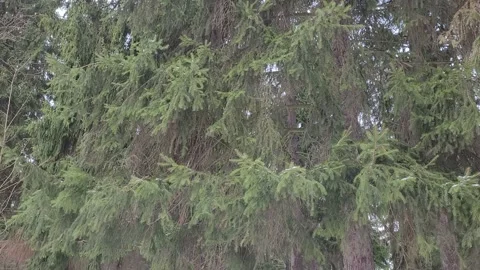 Trees in the wild forest in winter. Trees sway in the wind. Nature 4k Video stock 172433673