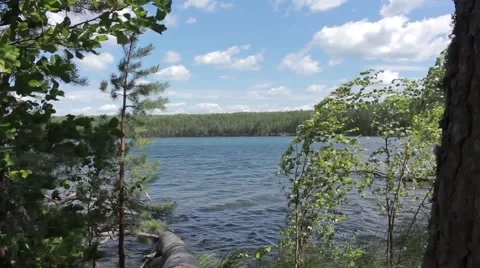 Trees, wild lake Stock Footage 45410851