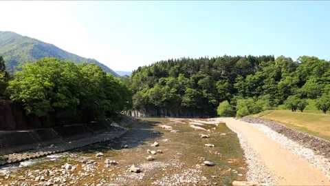 Trees in the wild near river Stock Footage 234243867