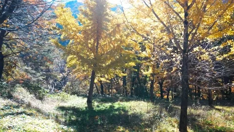 Trees in wilderness Stock Footage 234542584