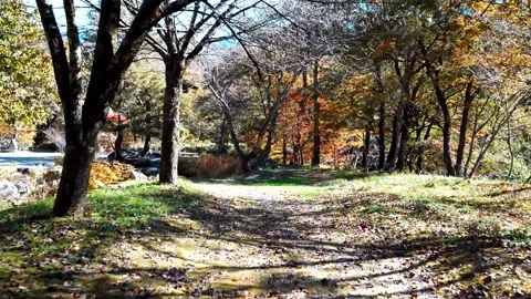Trees in wilderness Stock Footage 234542760