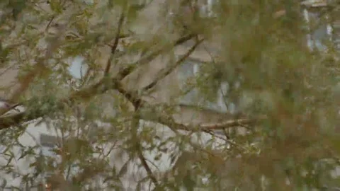 Trees willow leaves are moving in the wind Video stock 69143500