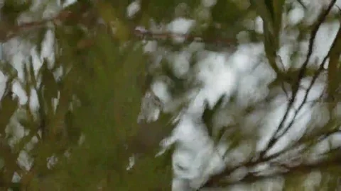 Trees willow leaves are moving in the wind close up. 4K Stock-Footage 69143502
