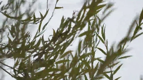 Trees willow leaves are moving in the wind close up Video stock 69143512