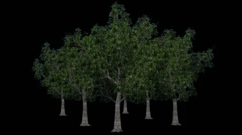 Trees - willow oaks - seperated with alpha channel Stock-Footage 40336925