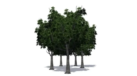 Trees - willow oaks - on white background Vídeos de archivo 40290565