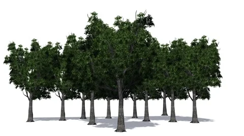 Trees - willow oaks - on white background Video stock 40293692