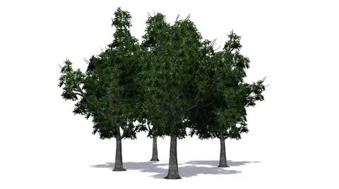 Trees - willow oaks - on white background Video stock 40294550