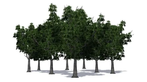 Trees - willow oaks - on white background Vídeos de archivo 40294694