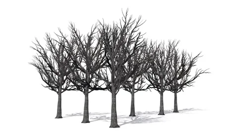 Trees - Willow Oaks winter - separated on white background Stock Footage 40344636