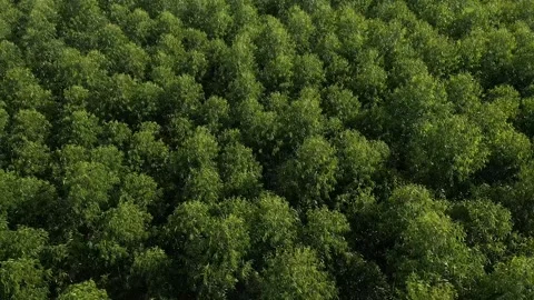 Trees in the wind 1 Stock Footage 139989513