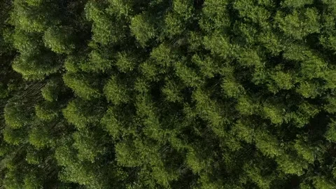 Trees in the wind 3 Stock Footage 139989550