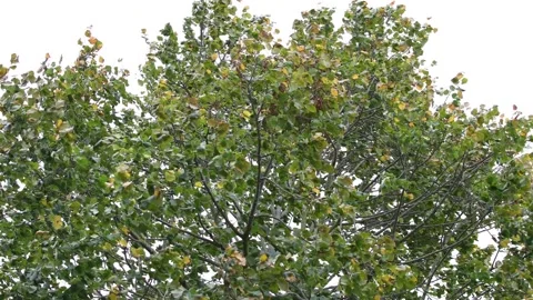 Trees in the wind - 4K Stock Footage 162571588