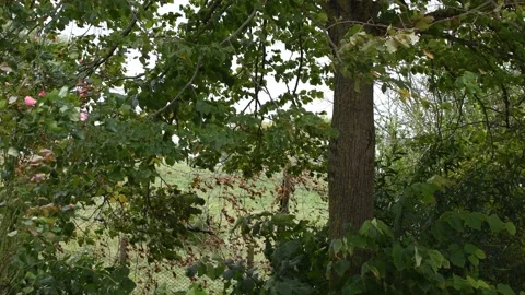 Trees in the wind - 4K Stock Footage 162571636