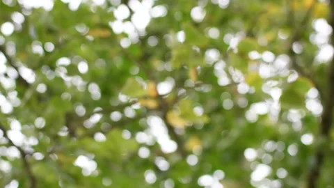 Trees in the wind - 4K Stock Footage 162571641