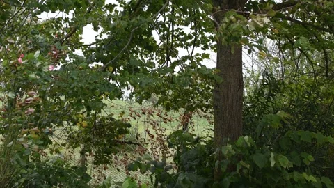 Trees in the wind - 4K Stock Footage 162571642