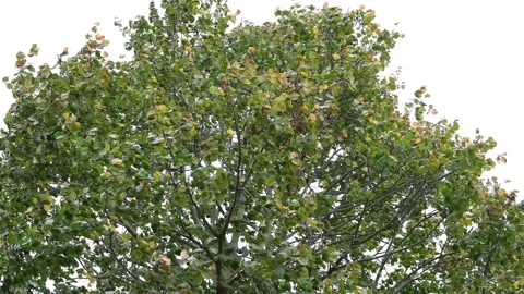 Trees in the wind - 4K Stock Footage 162571647
