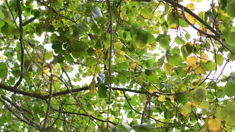 Trees in the wind - 4K Stock Footage 162571717