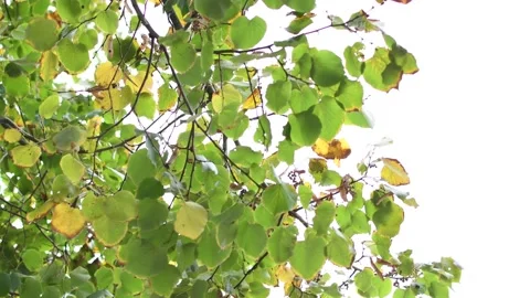Trees in the wind - 4K Stock Footage 162571721