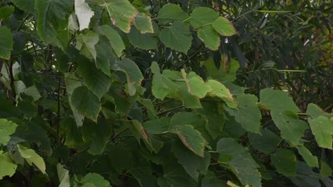 Trees in the wind - 4K Stock Footage 162571723