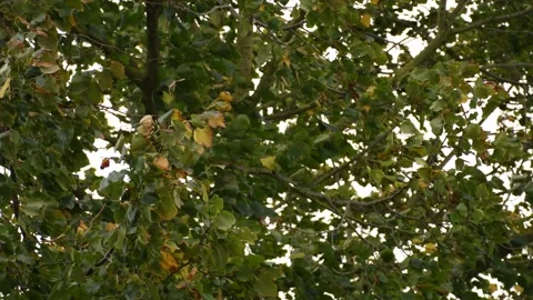 Trees in the wind - 4K Stock Footage 162571728