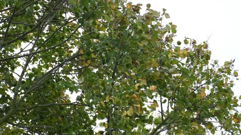 Trees in the wind - 4K Stock Footage 162571730