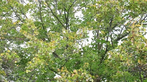 Trees in the wind - 4K Stock Footage 162571756