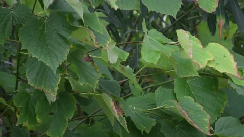 Trees in the wind - 4K Stock Footage 162571777
