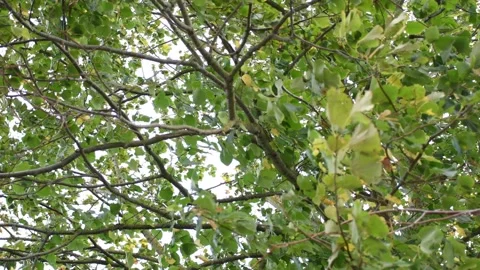 Trees in the wind - 4K Stock Footage 162571779