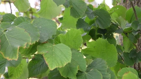 Trees in the wind - 4K Stock Footage 162571793